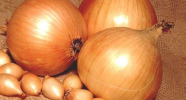 Jak správně pěstovat zlaté semínko cibule?